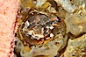 Grunt sculpin poised in a barnacle shell.  Grunt sculpin have evolved into its strange shape to fit within a giant barnacle shell perfectly, using the shell to protect its eggs and itself. Image #13726