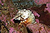 Grunt sculpin.  Grunt sculpin have evolved into its strange shape to fit within a giant barnacle shell perfectly, using the shell to protect its eggs and itself. Image #13727