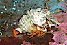 Grunt sculpin.  Grunt sculpin have evolved into its strange shape to fit within a giant barnacle shell perfectly, using the shell to protect its eggs and itself. Image #13728