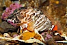 Grunt sculpin.  Grunt sculpin have evolved into its strange shape to fit within a giant barnacle shell perfectly, using the shell to protect its eggs and itself. Image #13729
