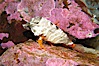 Grunt sculpin.  Grunt sculpin have evolved into its strange shape to fit within a giant barnacle shell perfectly, using the shell to protect its eggs and itself. Image #13731