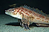 Longspine combfish. Image #13734