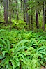 Old growth forest of douglas firs and hemlocks, with forest floor carpeted in ferns and mosses.  Sol Duc Springs. Sol Duc Springs, Olympic National Park, Washington, USA. Image #13757
