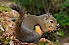 Douglas squirrel, a common rodent in coniferous forests in western North American, eats a mushroom, Hoh rainforest. Hoh Rainforest, Olympic National Park, Washington, USA. Image #13776