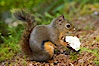 Douglas squirrel, a common rodent in coniferous forests in western North American, eats a mushroom, Hoh rainforest. Hoh Rainforest, Olympic National Park, Washington, USA. Image #13777