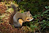Douglas squirrel, a common rodent in coniferous forests in western North American, eats a mushroom, Hoh rainforest. Hoh Rainforest, Olympic National Park, Washington, USA. Image #13778