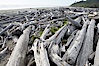 Enormous driftwood logs stack up on the wide flat sand beaches at Kalaloch. Kalaloch, Olympic National Park, Washington, USA. Image #13786