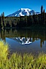Mount Rainier is reflected in the calm waters of Reflection Lake, early morning. Reflection Lake, Mount Rainier National Park, Washington, USA. Image #13852