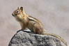 Unidentified squirrel, Panorama Point, Paradise Park. Mount Rainier National Park, Washington, USA. Image #13919