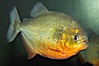 Red-bellied piranha.  The piranhas teeth are so sharp that Amazonian Indians use them as knives.  Each tooth has sawlike edges that allow the fish to slice through prey.  The teeth are continually replaced throughout the piranhas life.  Piranhas are illegal to import, sell or own in California. Image #13956