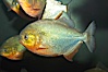 Red-bellied piranha.  The piranhas teeth are so sharp that Amazonian Indians use them as knives.  Each tooth has sawlike edges that allow the fish to slice through prey.  The teeth are continually replaced throughout the piranhas life.  Piranhas are illegal to import, sell or own in California. Image #13957
