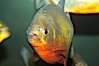 Red-bellied piranha.  The piranhas teeth are so sharp that Amazonian Indians use them as knives.  Each tooth has sawlike edges that allow the fish to slice through prey.  The teeth are continually replaced throughout the piranhas life.  Piranhas are illegal to import, sell or own in California. Image #13958