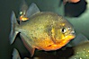 Red-bellied piranha.  The piranhas teeth are so sharp that Amazonian Indians use them as knives.  Each tooth has sawlike edges that allow the fish to slice through prey.  The teeth are continually replaced throughout the piranhas life.  Piranhas are illegal to import, sell or own in California. Image #13959