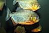 Red-bellied piranha.  The piranhas teeth are so sharp that Amazonian Indians use them as knives.  Each tooth has sawlike edges that allow the fish to slice through prey.  The teeth are continually replaced throughout the piranhas life.  Piranhas are illegal to import, sell or own in California. Image #13960
