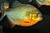 Red-bellied piranha.  The piranhas teeth are so sharp that Amazonian Indians use them as knives.  Each tooth has sawlike edges that allow the fish to slice through prey.  The teeth are continually replaced throughout the piranhas life.  Piranhas are illegal to import, sell or own in California. Image #13961
