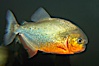 Red-bellied piranha.  The piranhas teeth are so sharp that Amazonian Indians use them as knives.  Each tooth has sawlike edges that allow the fish to slice through prey.  The teeth are continually replaced throughout the piranhas life.  Piranhas are illegal to import, sell or own in California. Image #13962