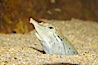 Softshell turtle.  Buried in sand, just the head of this softshell turtle is visible. Image #13971