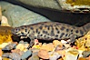 Spanish ribbed newt. Image #13977