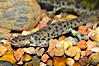 Spanish ribbed newt. Image #13978
