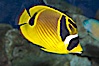 Raccoon butterflyfish. Image #13991