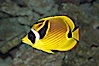 Raccoon butterflyfish. Image #13992
