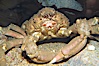 Sheep crab. Image #13996