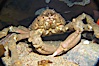 Sheep crab. Image #13997
