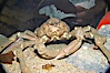 Sheep crab. Image #13998
