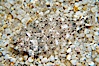 A small (2 inch) sanddab is well-camouflaged amidst the grains of sand that surround it. Image #14004