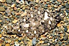 A small (2 inch) sanddab is well-camouflaged amidst the grains of sand that surround it. Image #14005