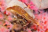 Spot prawn. Image #14012