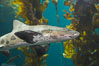 Leopard shark swims through a kelp forest. Image #14028
