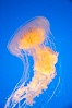 Egg-yolk jellyfish, fried egg jelly. Image #14033