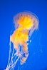Egg-yolk jellyfish, fried egg jelly. Image #14034