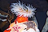 Fish-eating anemone. Image #14051