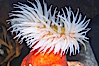 Fish-eating anemone. Image #14052