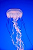 Purple-striped jelly. Image #14061
