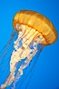 Sea nettles. Image #14081