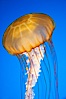 Sea nettles. Image #14083