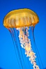 Sea nettles. Image #14084