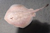 Round stingray, a common inhabitant of shallow sand flats. Image #14477