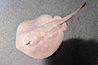 Round stingray, a common inhabitant of shallow sand flats. Image #14478