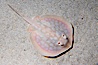 Round stingray, a common inhabitant of shallow sand flats. Image #14479