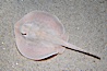 Round stingray, a common inhabitant of shallow sand flats. Image #14480