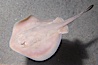 Round stingray, a common inhabitant of shallow sand flats. Image #14481