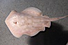 Round stingray, a common inhabitant of shallow sand flats. Image #14482