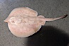Round stingray, a common inhabitant of shallow sand flats. Image #14484
