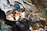 Freckled porcupinefish. Image #14488