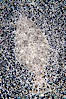 Speckled sanddab, which can alter its color and pattern to better camoflage itself against the sandy bottom on which it lies. Image #14498