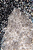 Speckled sanddab, which can alter its color and pattern to better camoflage itself against the sandy bottom on which it lies. Image #14499